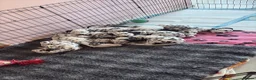 Dalmatian dogs for sale: Alaska - Advert 9