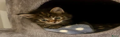 Ragcoon 6