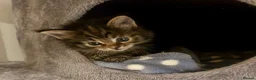 Ragcoon cats for sale: Beautiful Ragcoon kittens 🐱  - Advert 34