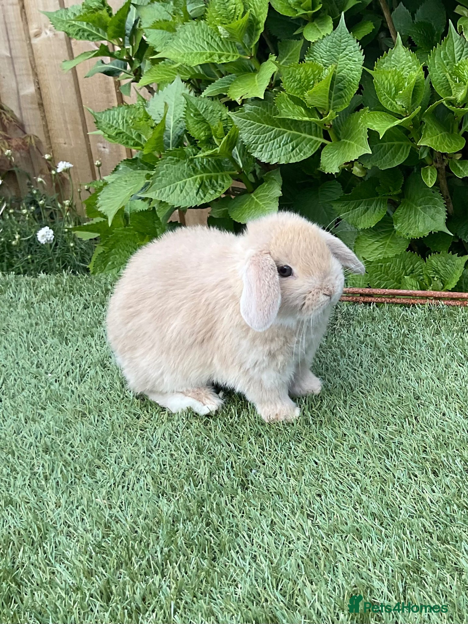 Mini Lop rabbits Pure bred mini lops baby Rabbits.all girls  - Advert 1