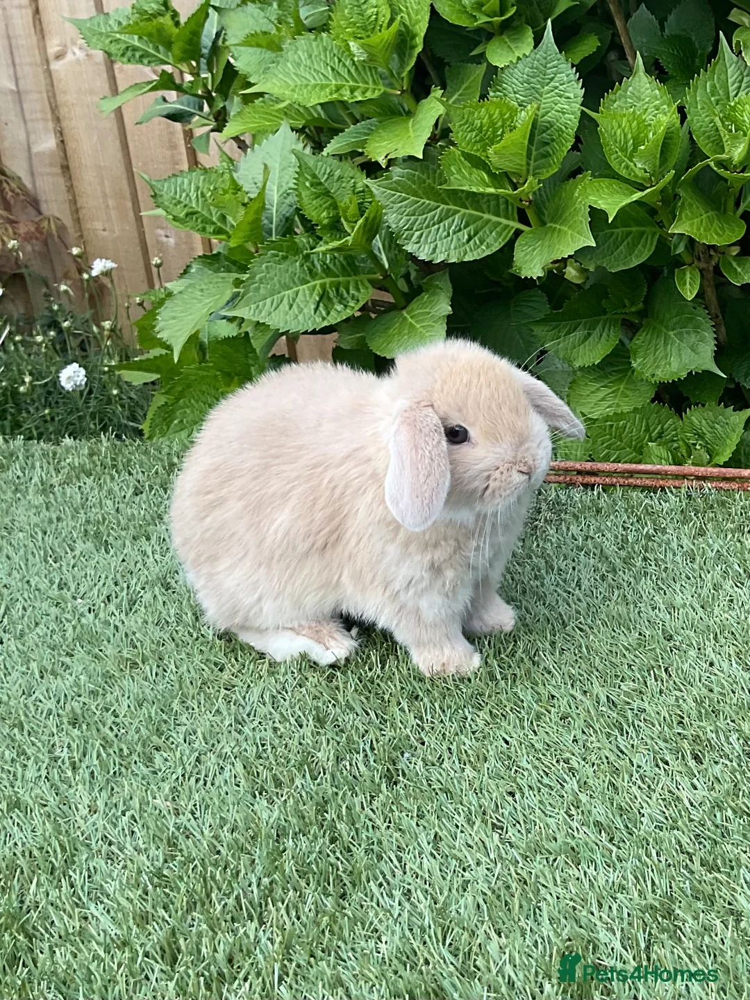 Mini Lop rabbits for sale: Pure bred mini lops baby Rabbits.all girls  - Advert 1