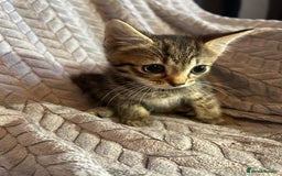 Russian Blue cats for sale: 6 beautiful kittens ❤️ - Image 18