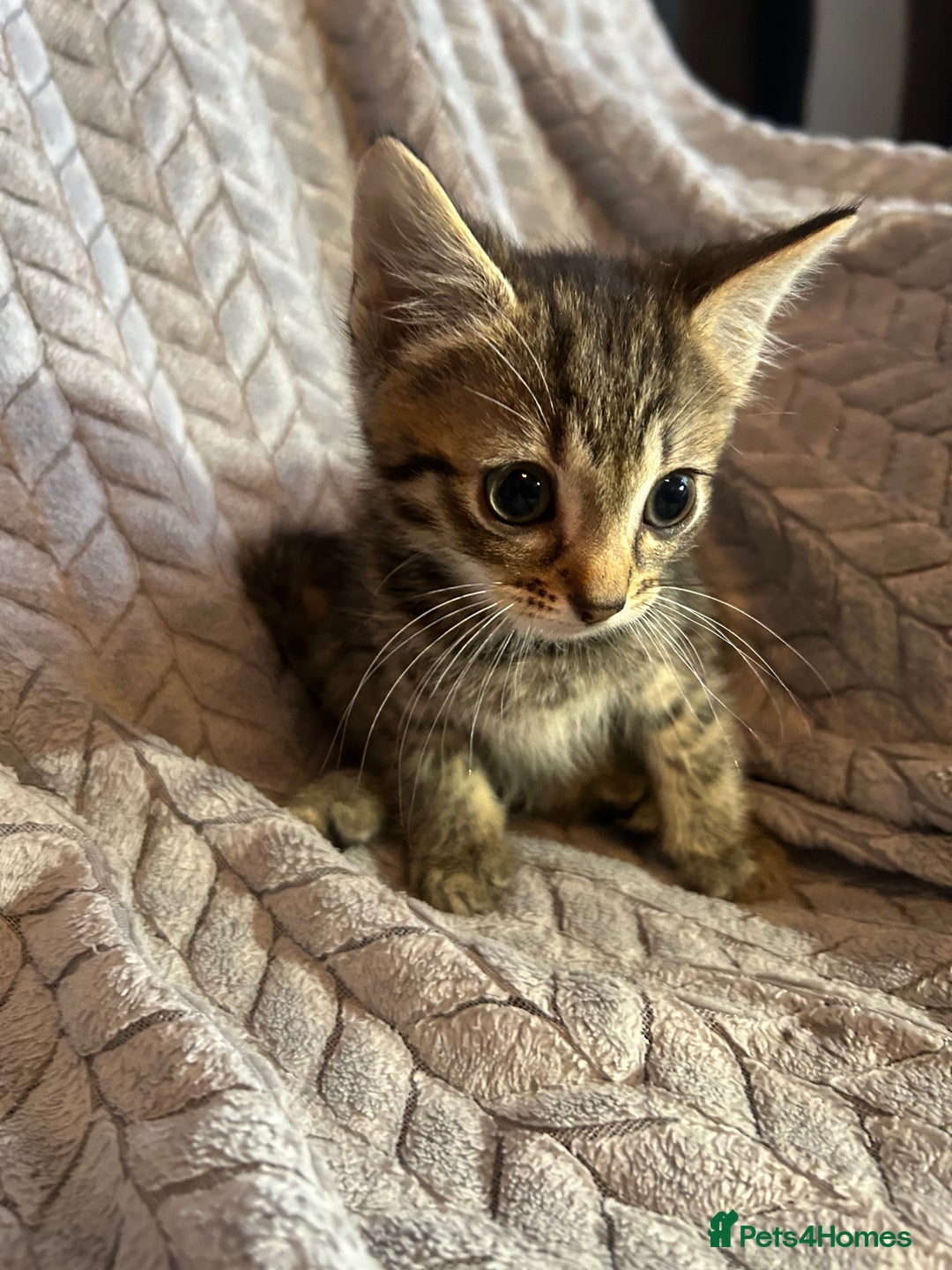 Russian Blue cats for sale: 6 beautiful kittens ❤️ - Image 18