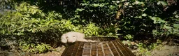 Miniature Dachshund dogs for sale: 1 only Blonde cream miniature dachshund - Advert 6