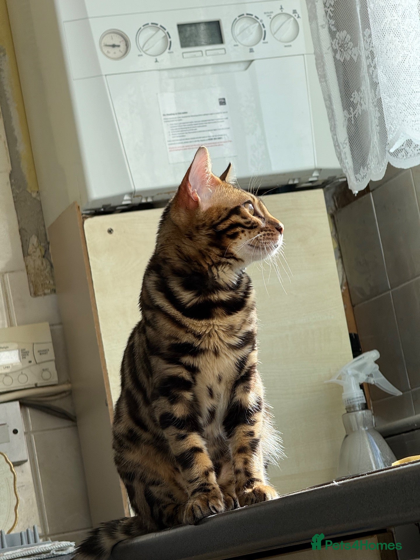 Bengal cats Beautiful 5-Month-Old Bengal Kitten - Advert 2