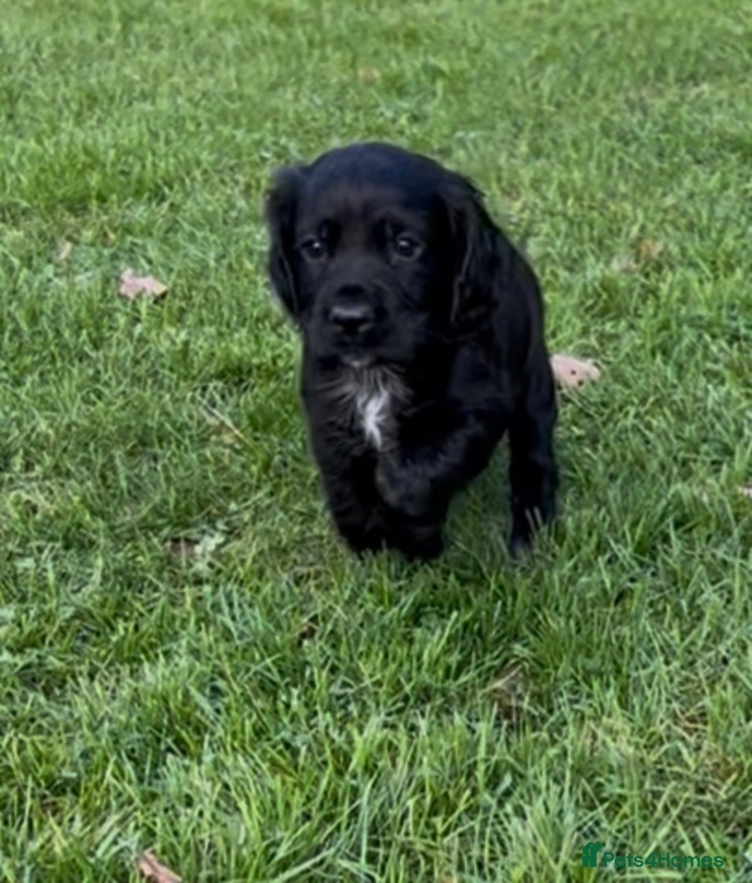 Cocker Spaniel dogs for sale: 2 Working Cocker Spaniel Dog pups - Advert 5