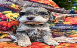 Cockapoo dogs for sale: Cockapoo puppies Rainbow litter  - Advert 20