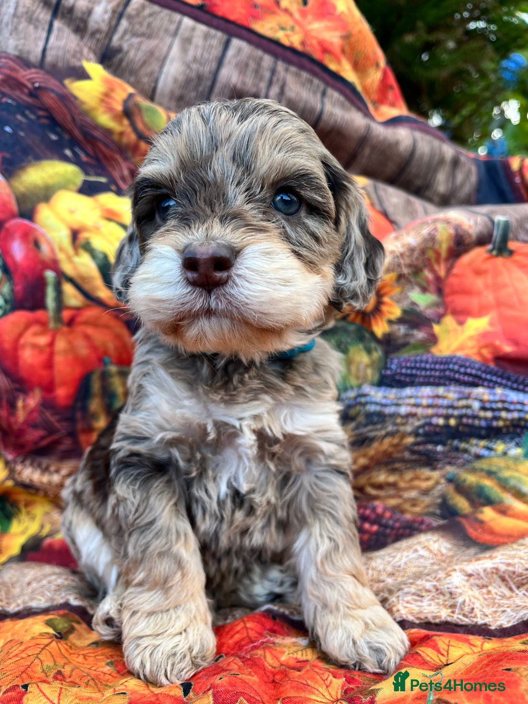 Cockapoo dogs for sale: Cockapoo puppies Rainbow litter  - Advert 20