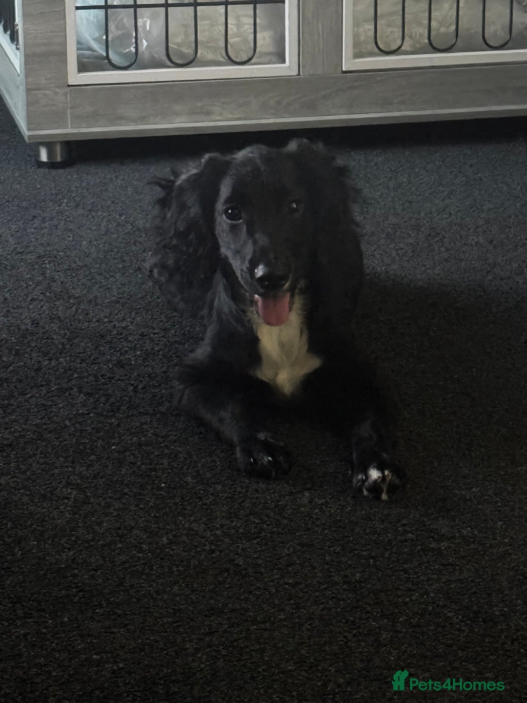 Mixed Breed dogs for sale: Cockapoo X Springer Spaniel 🤎🐶 - Image 4