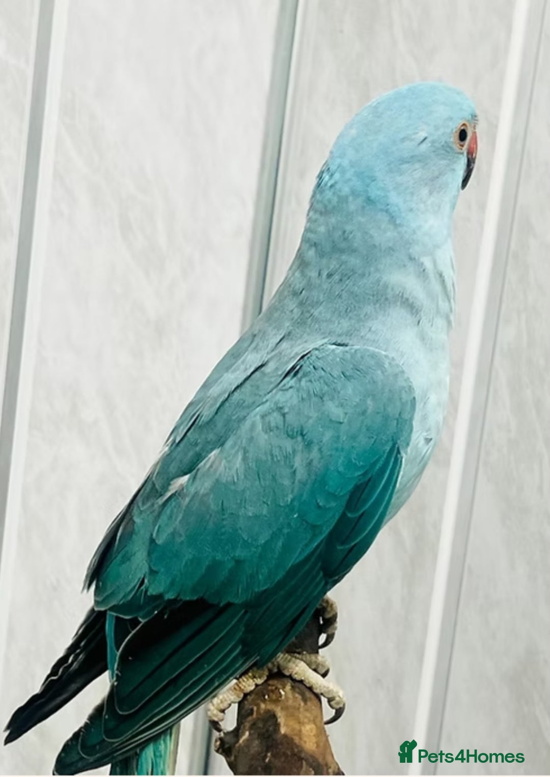 Cockatiels birds for sale: 3 month old blue ringneck - Advert 2