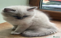 Ragdoll cats for sale: 2 Boys and 1 Girl Ragdoll kittens - Image 18