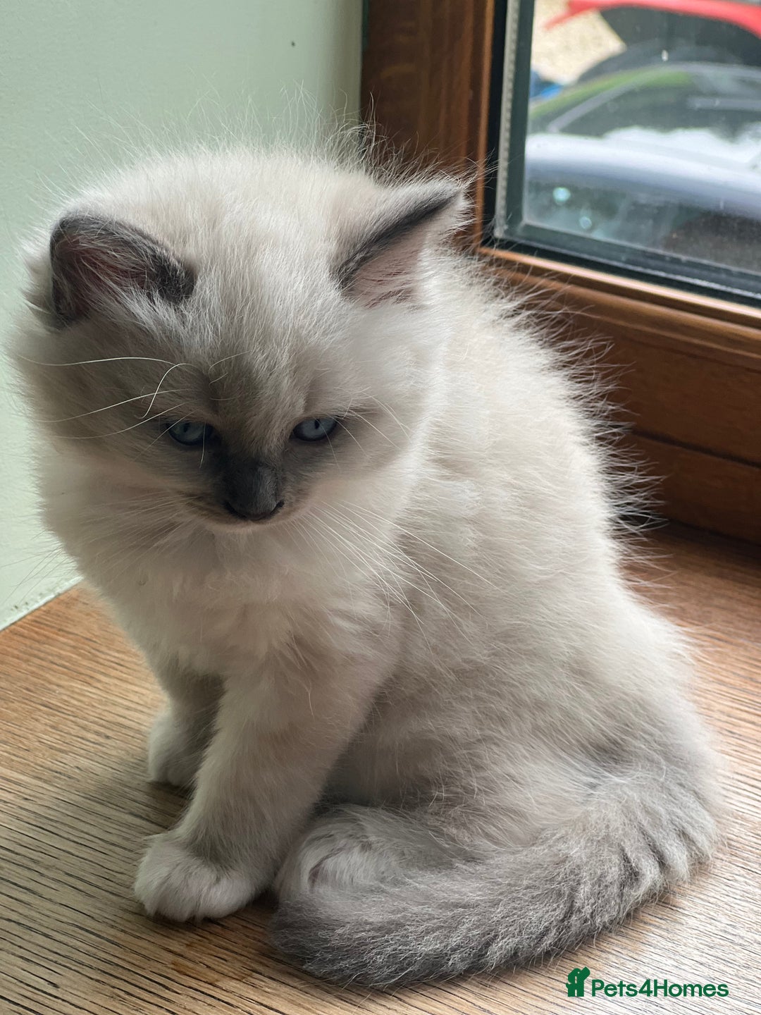 Ragdoll cats for sale: 2 Boys and 1 Girl Ragdoll kittens - Image 18