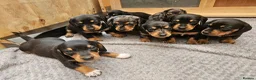 Dachshund dogs for sale: Dachshunds 8 Puppies only 2 girls 1 boy left - Advert 2