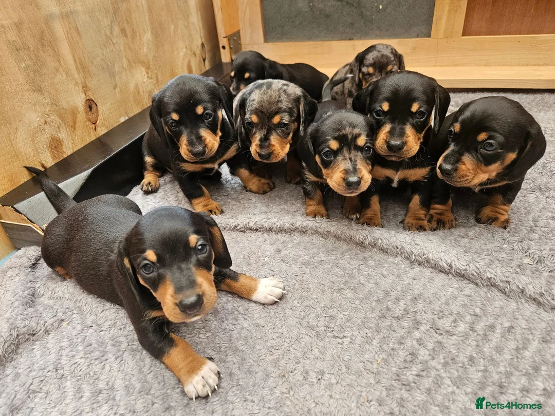 Dachshund dogs for sale: Dachshunds 8 Puppies only 2 girls 1 boy left - Advert 2