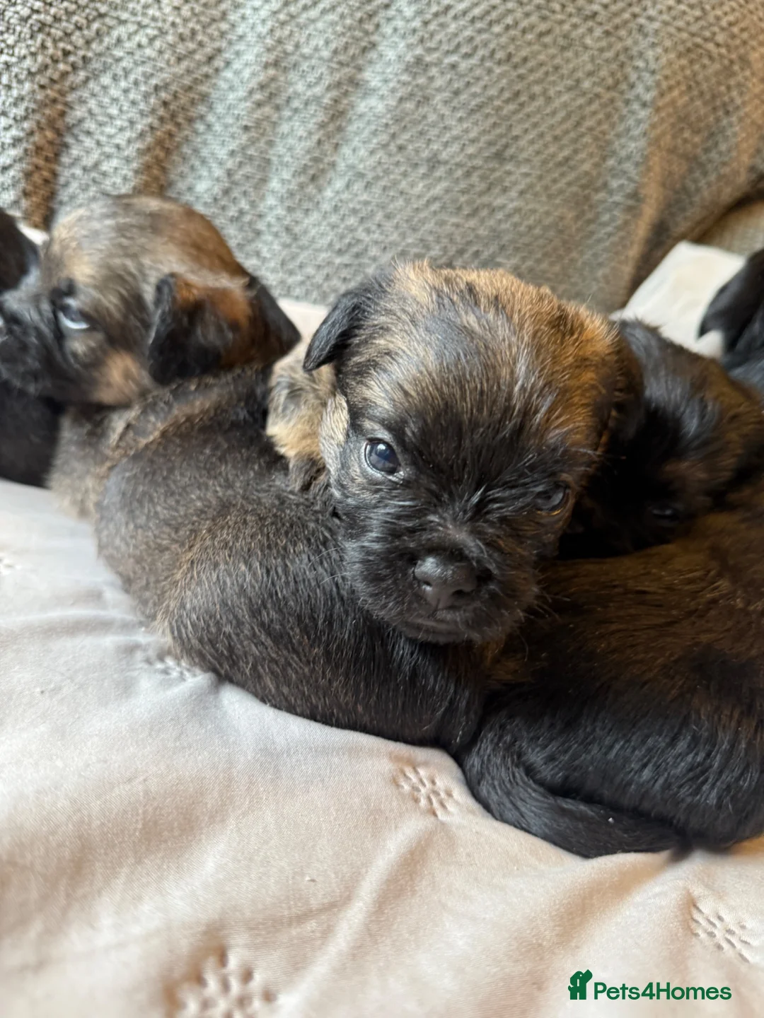 Border Terrier dogs for sale: Border terrier KC registered  in Loughborough - Advert 2