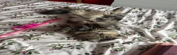 Mixed Breed cats for sale: Long haired female tabby  - Advert 3