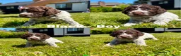 Lagotto Romagnolo dogs for sale: Lagotto Romagnolo puppies - Advert 8
