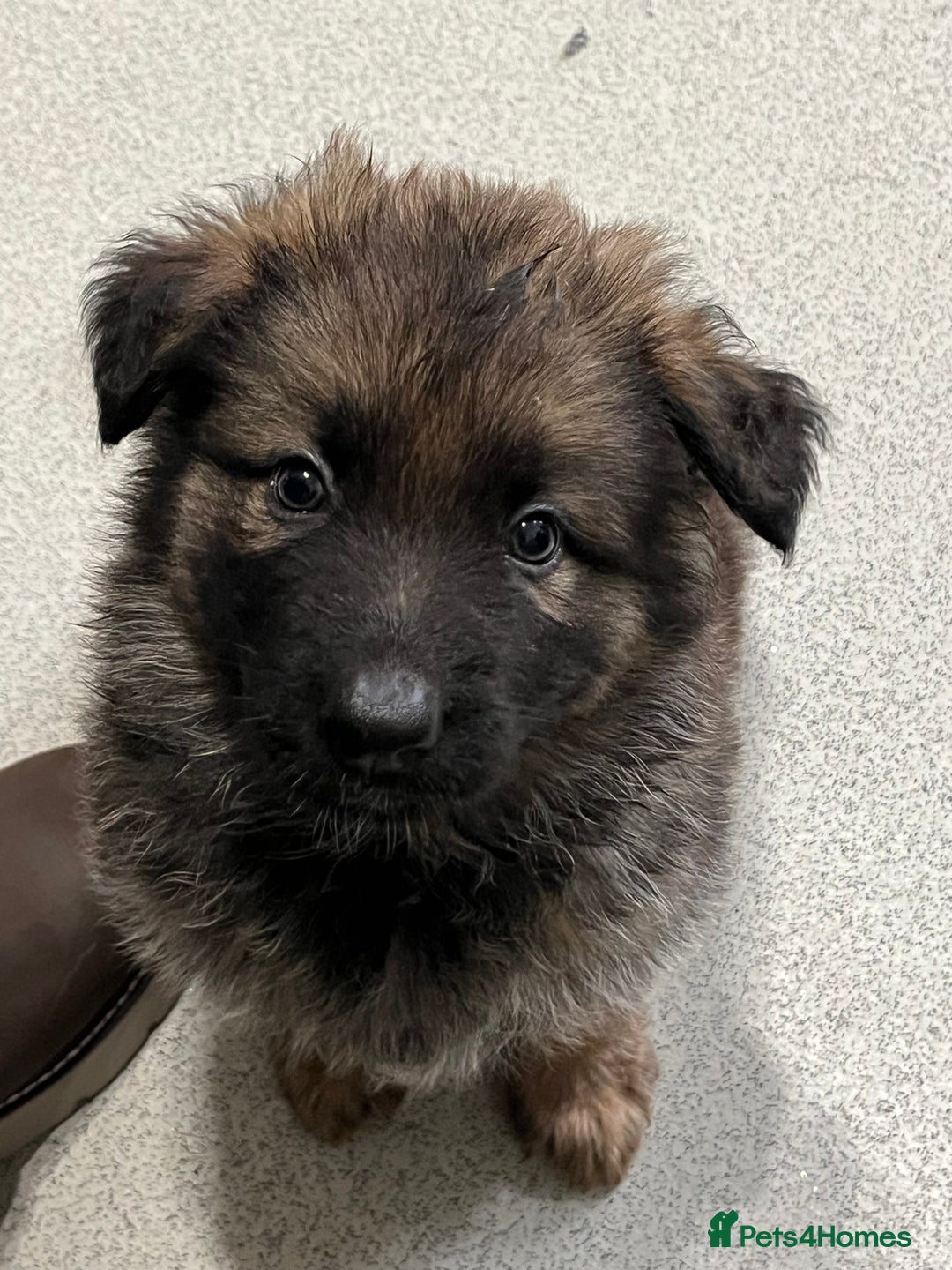 German Shepherd dogs for sale: LAST GIRL GSD READY TO GO - Advert 7