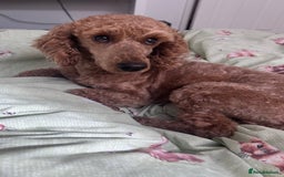 Labradoodle dogs for sale: Teddy  - Image 1