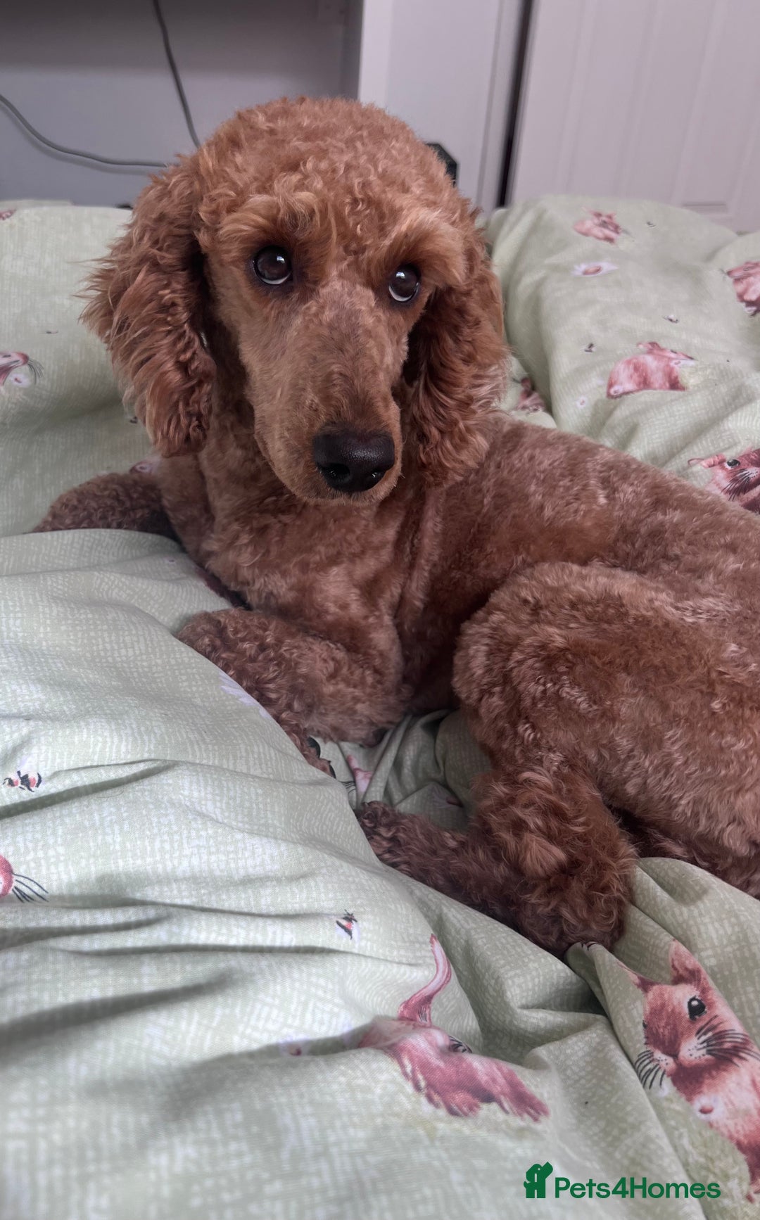Labradoodle dogs for sale: Teddy  - Image 1
