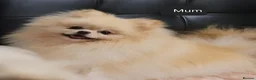 Pomeranian dogs for sale: Stunning KC Pomeranian Puppies for sale - Advert 19