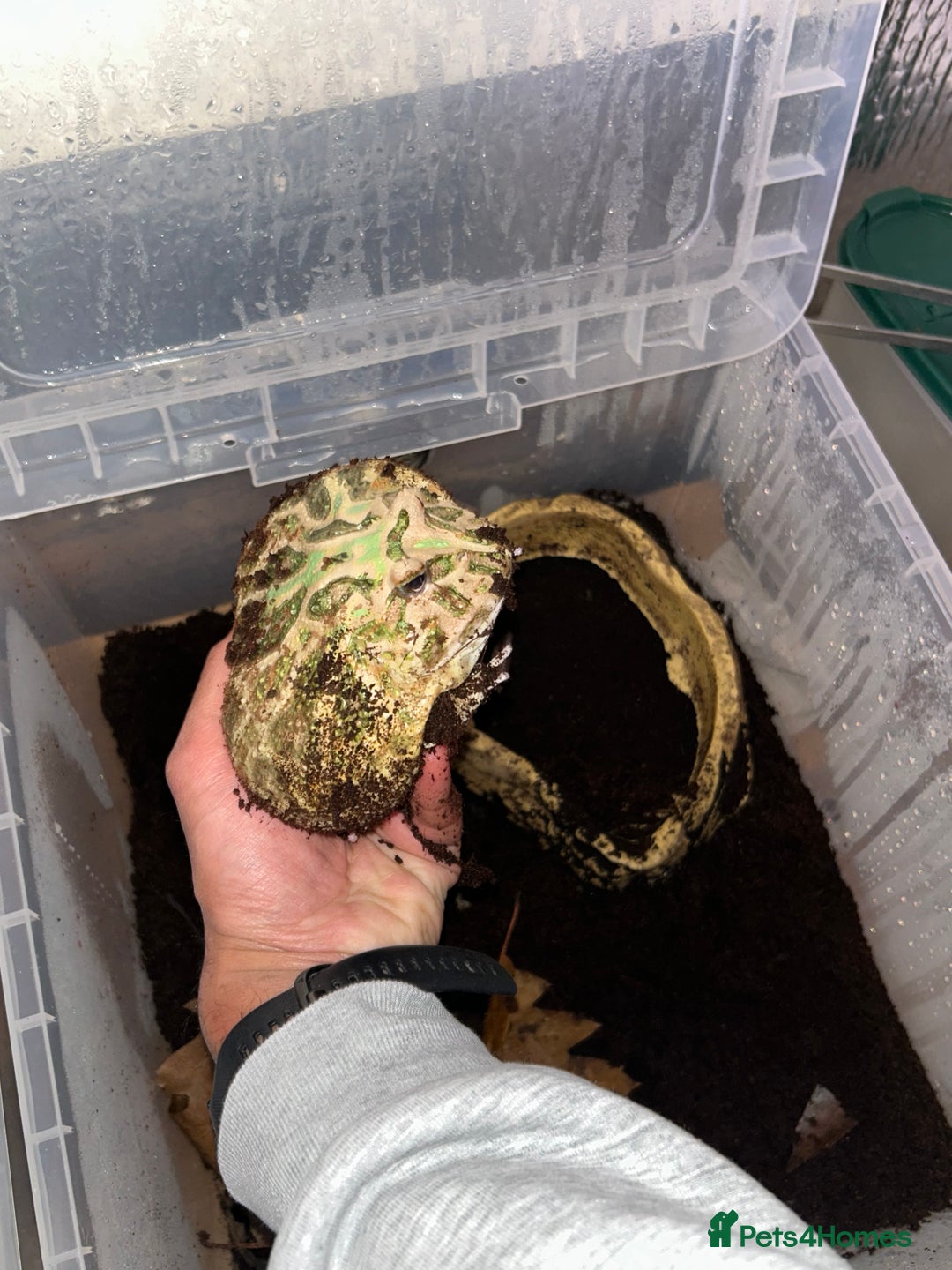 Frog reptiles for sale: Ornate Pac-Man Frog  - Advert 2