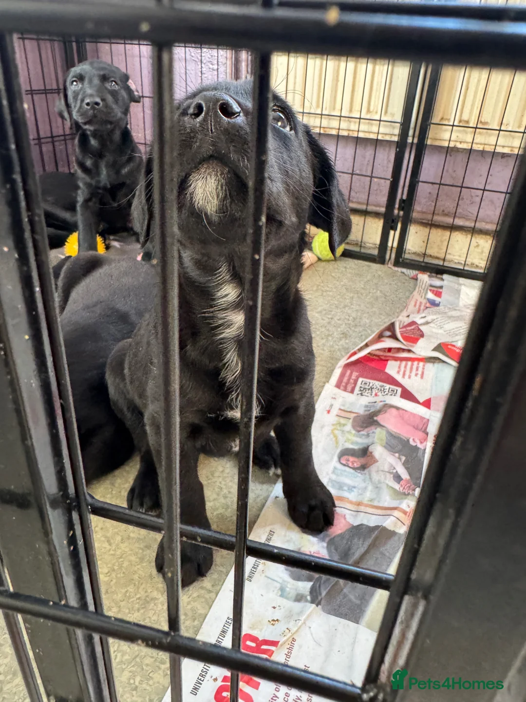 Mixed Breed dogs for sale: 3/4 Labrador x 1/4 dalmation  - Advert 14