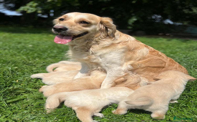 Golden Retriever dogs - Advert 16