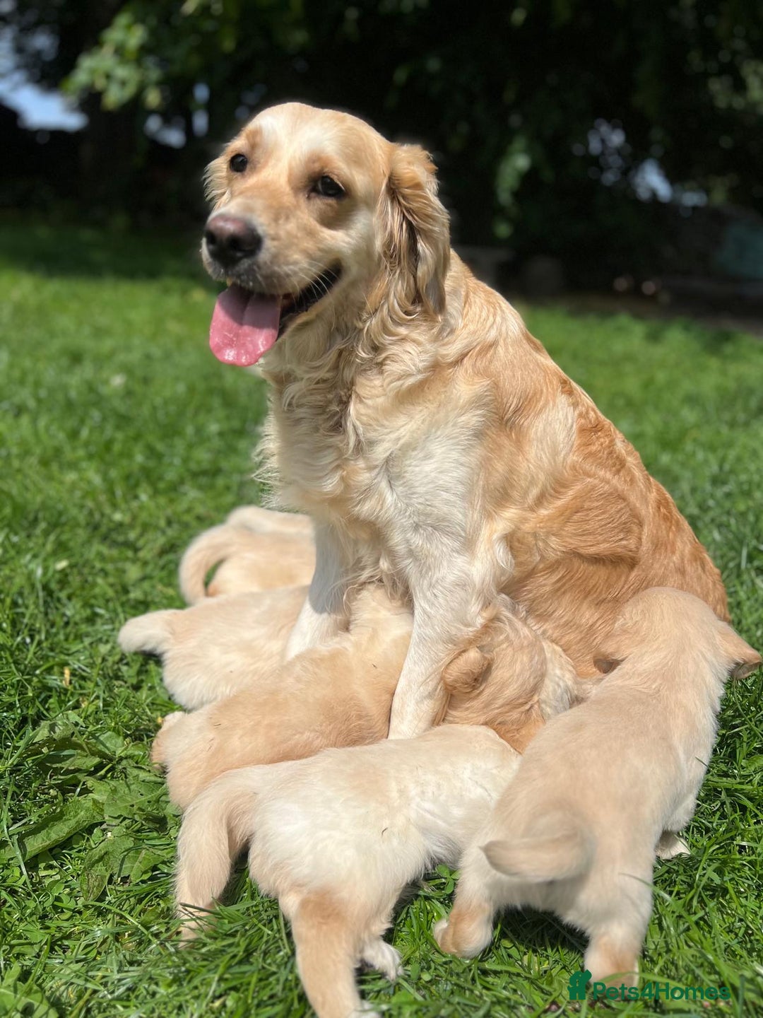 Golden Retriever dogs for sale: Quality KC puppies from health tested parents  - Image 1