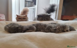Persian cats for sale: Beautiful grey persian kittens - Image 12