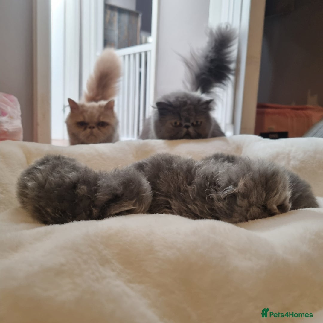 Persian cats for sale: Beautiful grey persian kittens - Image 12