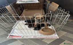 Mixed Breed dogs for sale: Border Terrier x Lakeland Terrier pups - Image 12