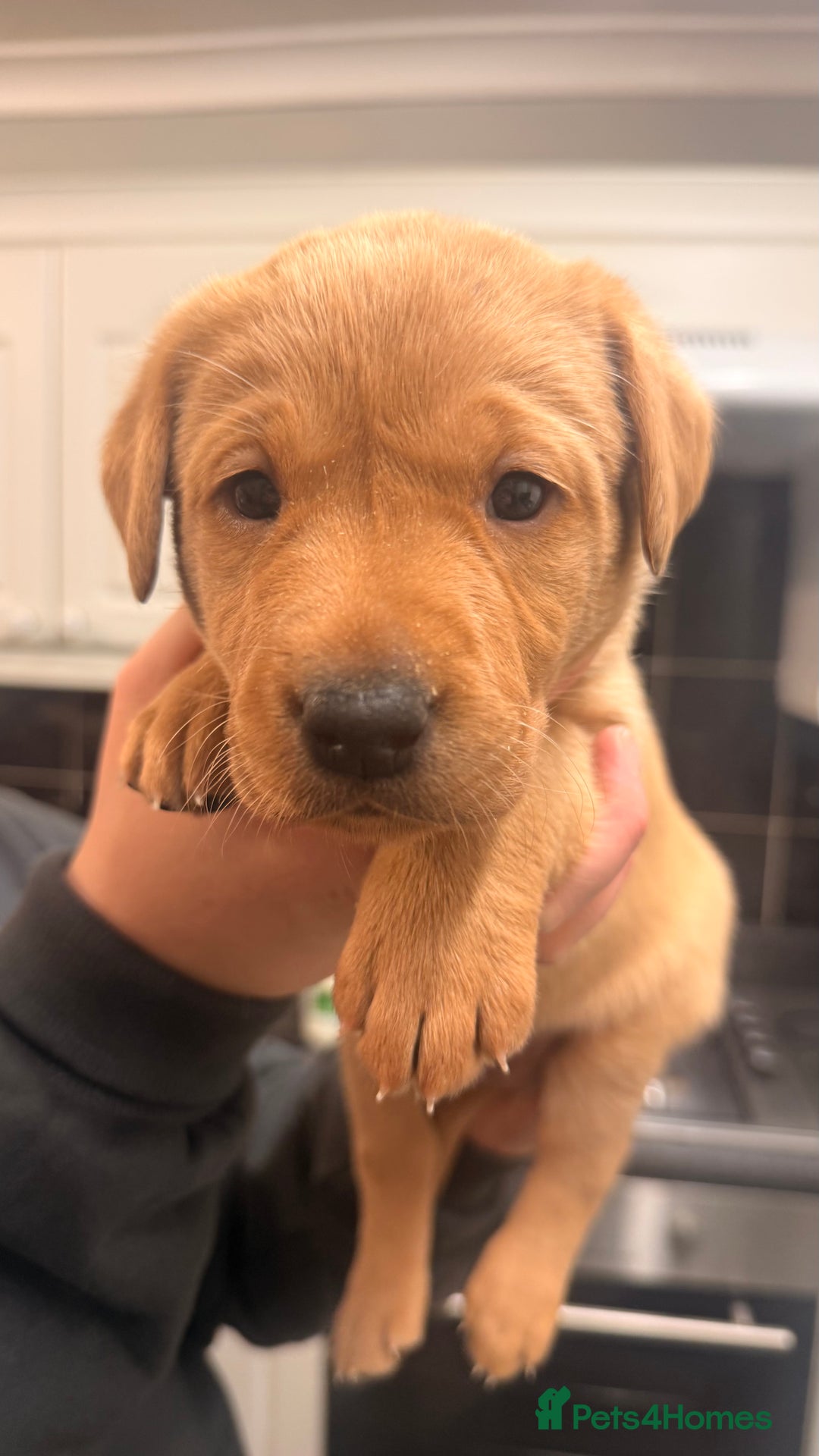 Labrador Retriever dogs for sale: KC Registered Labrador Retriever Bitch Puppy✨ - Advert 3