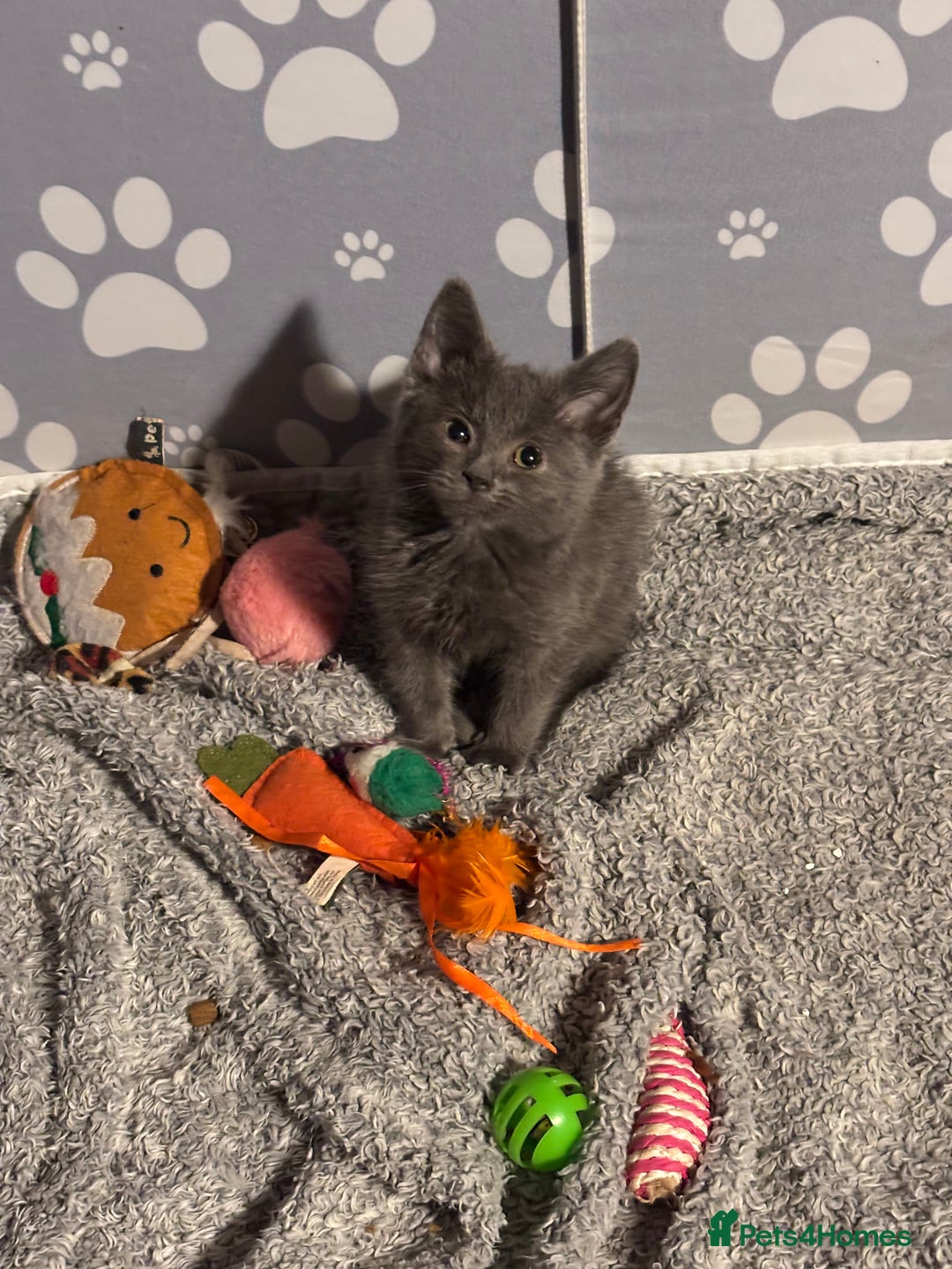 Mixed Breed cats for sale: READY NOW  - Advert 5