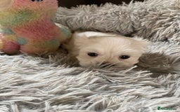 Maltese dogs for sale: Beautiful Maltese Puppies  - Image 9