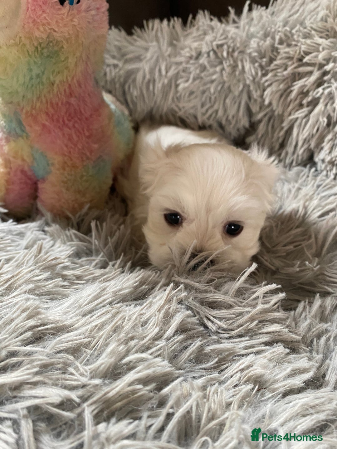 Maltese dogs for sale: Beautiful Maltese Puppies  - Image 9