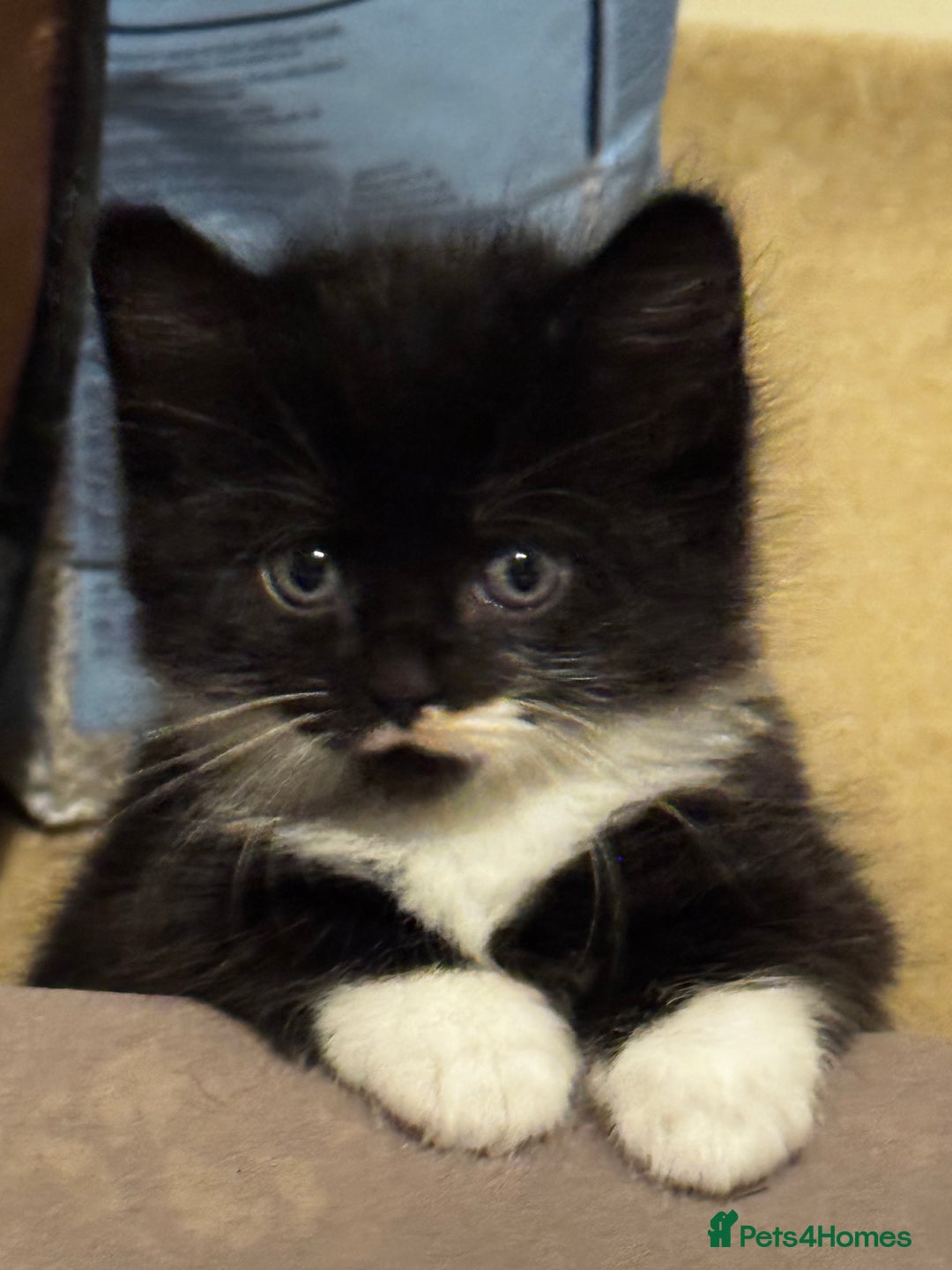 Domestic Shorthair cats for sale: 3 lovely black and white kittens - Image 10