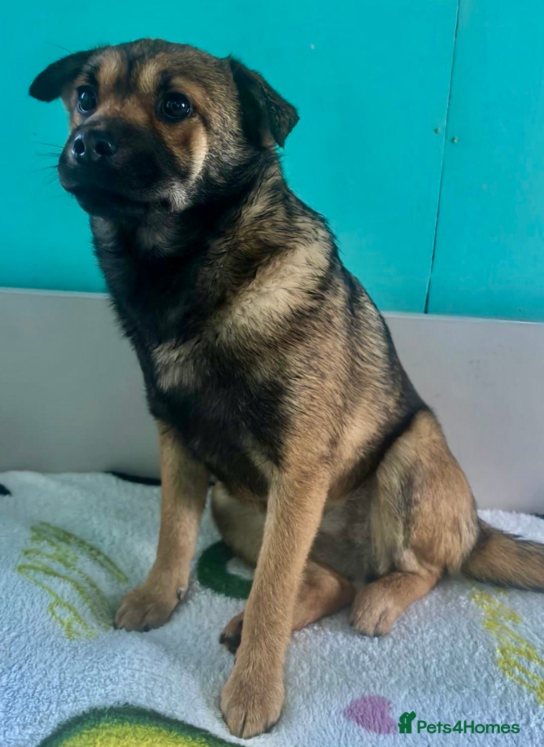 German Shepherd dogs for adoption: 🐾 NOMI – Mini German Shepherd - Advert 3