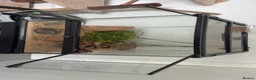Leopard Gecko reptiles for sale: Leopard Gecko With Full Setup Ready for a New Home - Advert 3