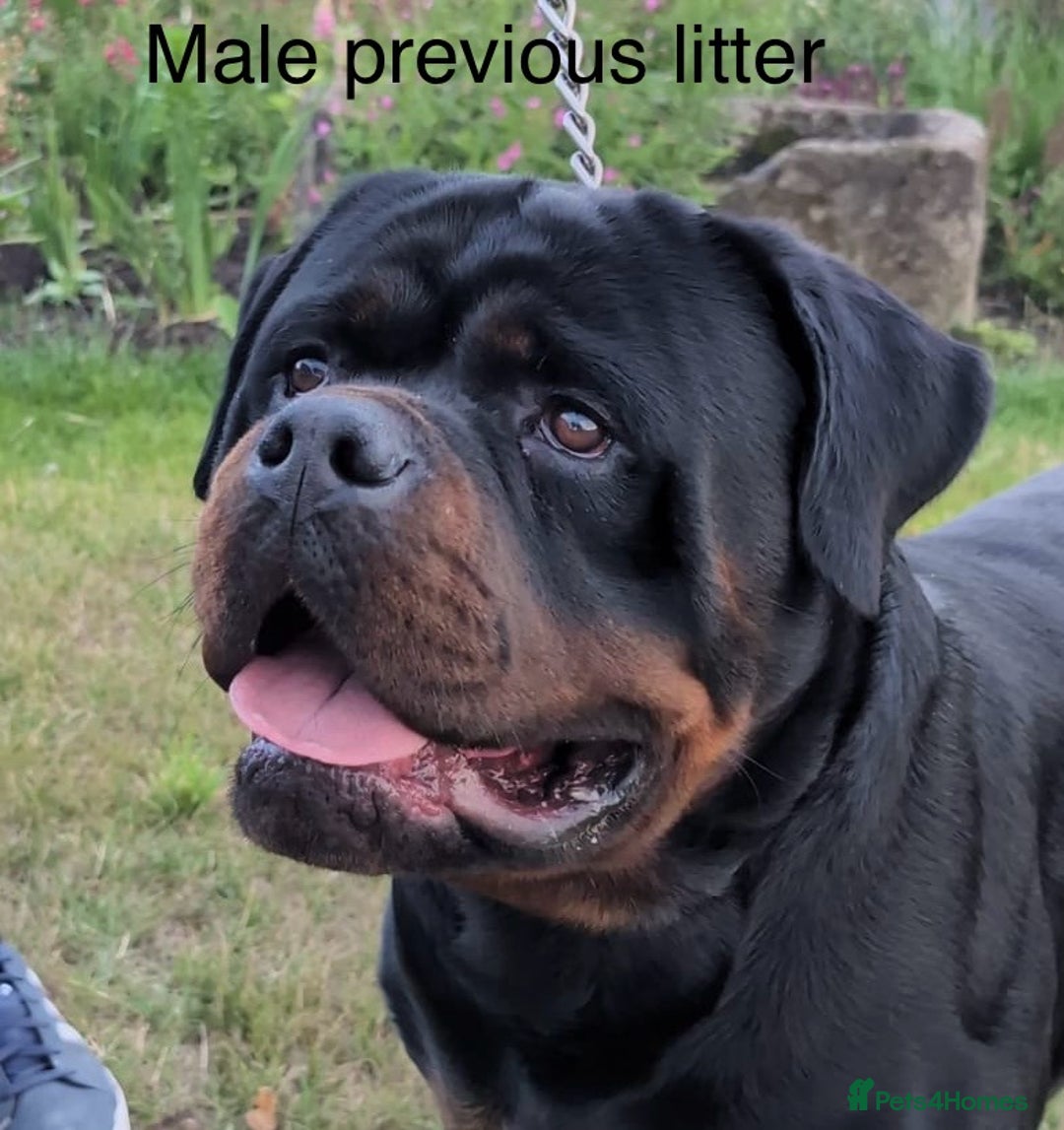 Rottweiler dogs for sale: 🏆Repeat breeding by No.1 Stud in the UK METAL!!🏆 - Image 14