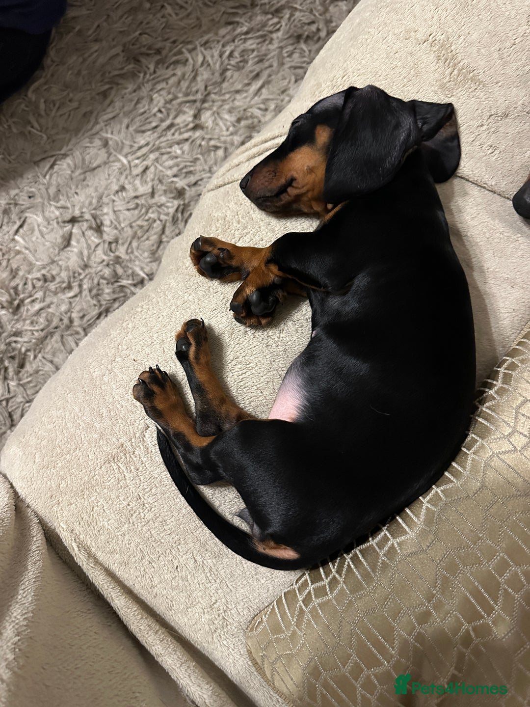 Dachshund dogs for sale: 1 beautiful  girl dachshund puppy available  - Advert 3