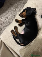 Dachshund dogs 1 beautiful girl dachshund puppy available - Advert 4