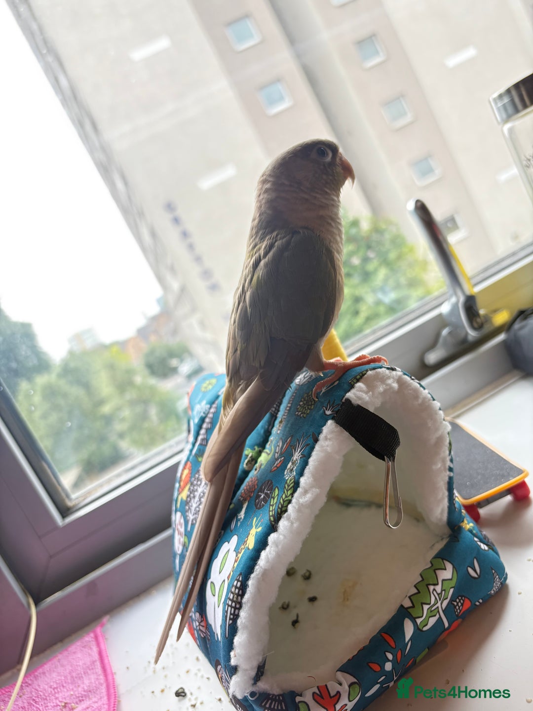 Conures birds for sale: Healthy and Happy Conures - Image 5