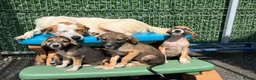 Mixed Breed dogs for adoption: Evie - Milton Keynes  in Milton Keynes - Advert 12