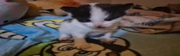 Mixed Breed cats for sale: Kittens for sale  - Advert 3
