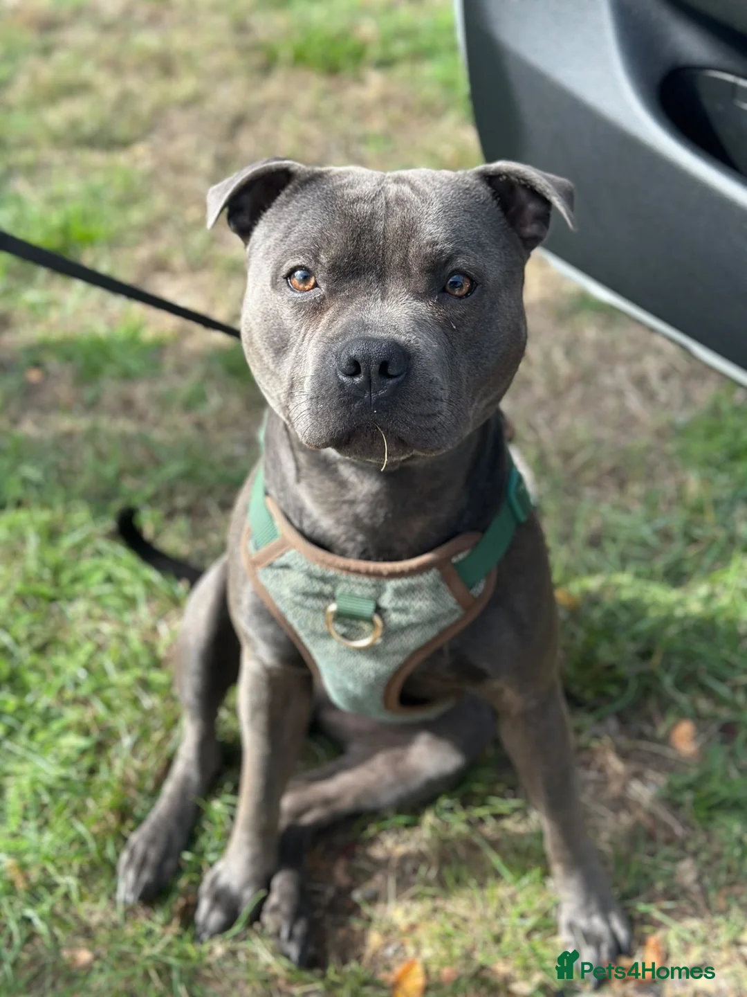 Staffordshire Bull Terrier dogs for stud: Amazing Blue Staffordshire Bull Terrier For Stud - Advert 2