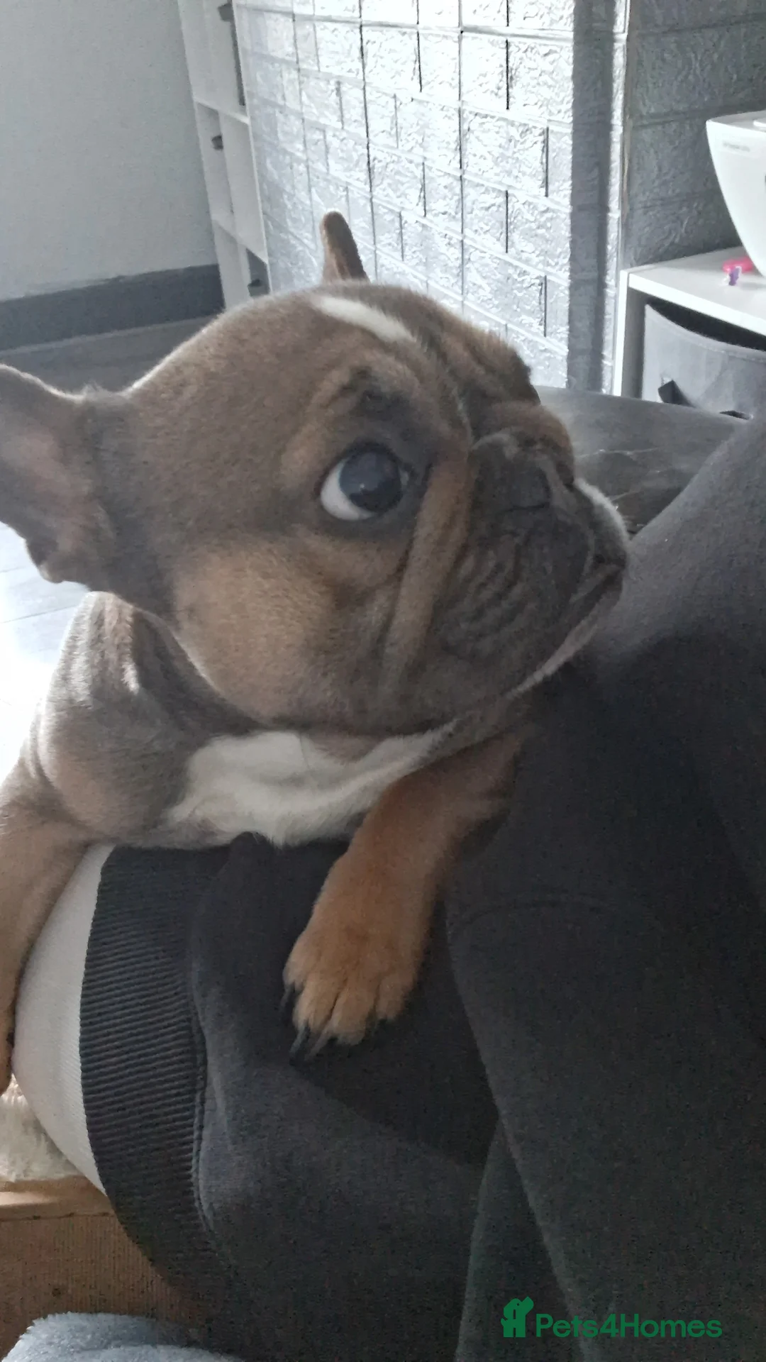 French Bulldog dogs for sale: 3 year old frenchie - Advert 2
