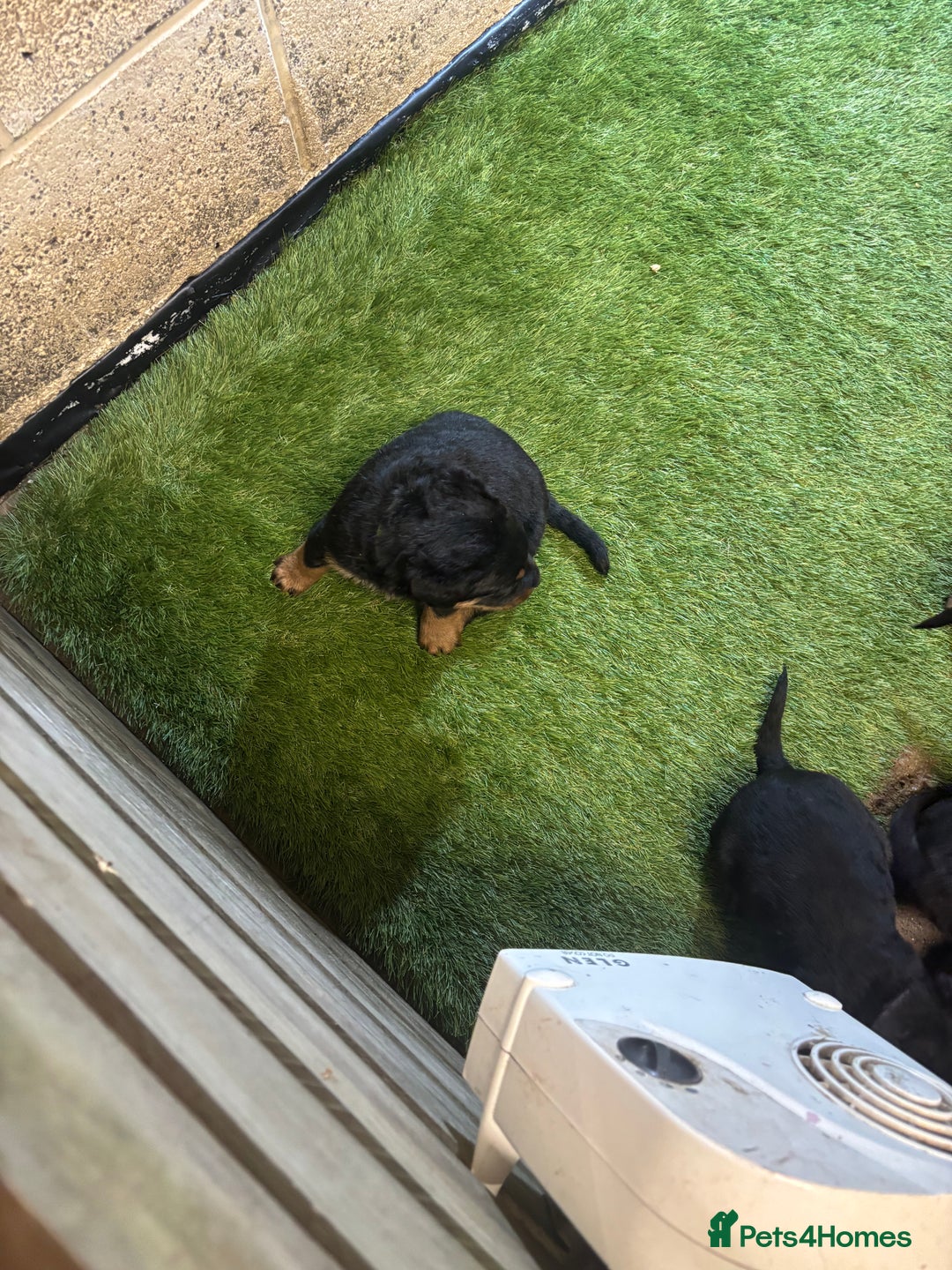 Rottweiler dogs for sale: Rotty/rottweiler puppies - Image 20