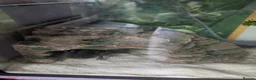 Other/Mixed Breed fish for sale: Beautiful Bellatrix the Axolotl  - Advert 9