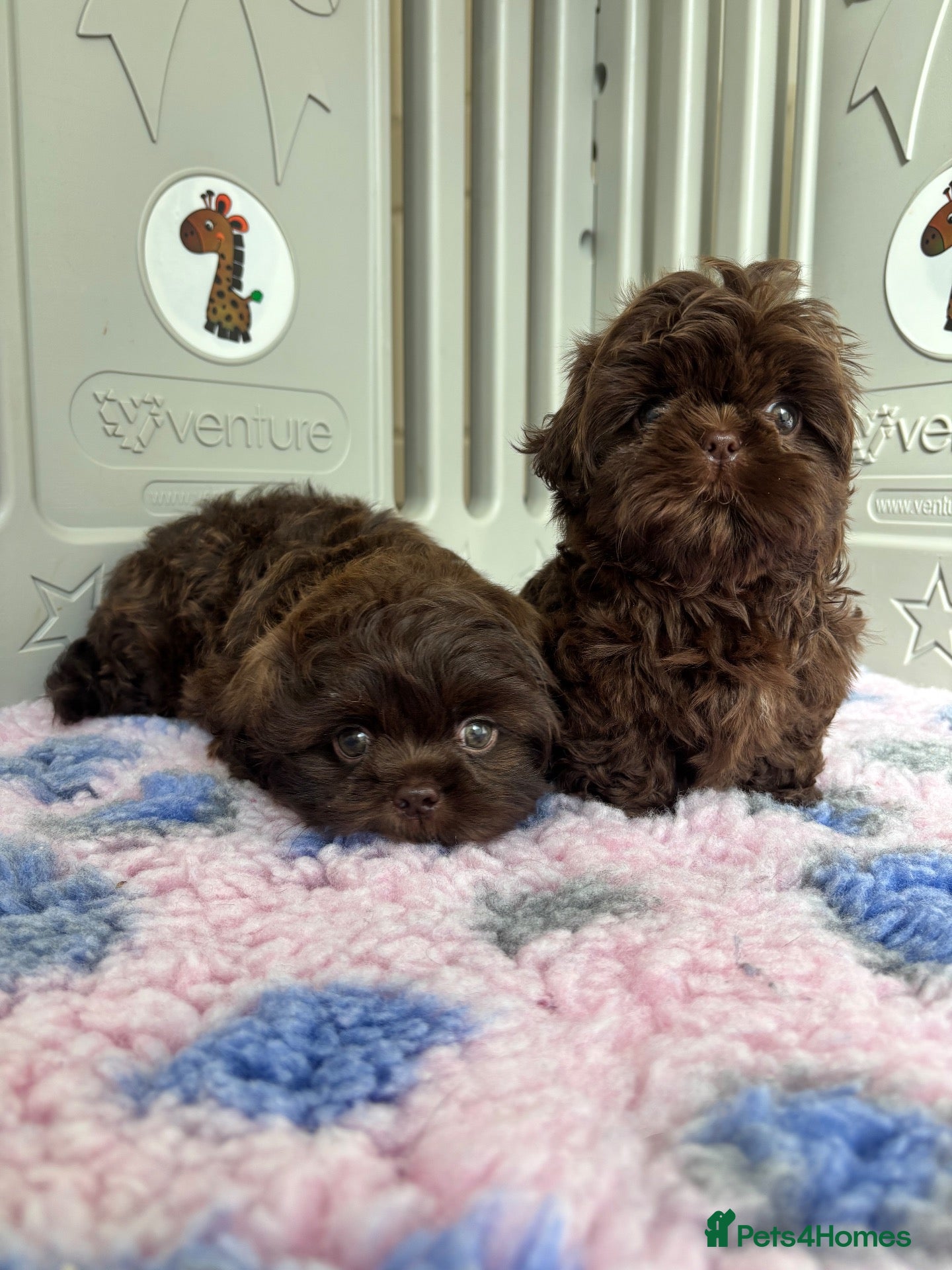 Shih Tzu dogs 💕Stunning Chocolate Shih Tzu💕 - Advert 1